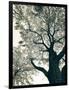 Branching Out II-Debra Van Swearingen-Framed Photographic Print