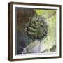 Brandberg Massif, Namibia-null-Framed Giclee Print