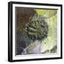 Brandberg Massif, Namibia-null-Framed Giclee Print