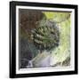 Brandberg Massif, Namibia-null-Framed Giclee Print