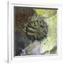 Brandberg Massif, Namibia-null-Framed Giclee Print