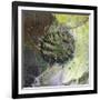 Brandberg Massif, Namibia-null-Framed Giclee Print