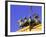 Brandenburg Gate Quadriga, Unter Den Linden, Berlin, Germany-Walter Bibikow-Framed Photographic Print