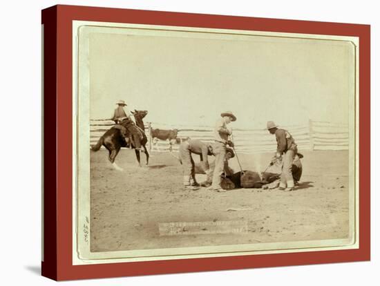 Branding Calves on Roundup-John C. H. Grabill-Stretched Canvas