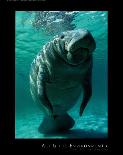 West Indian Manatee-Brandon Cole-Laminated Art Print