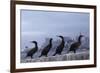 Brandt's Cormorant (Phalacrocorax Penicillatus) with the City of San Francisco in Background-Suzi Eszterhas-Framed Photographic Print