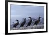 Brandt's Cormorant (Phalacrocorax Penicillatus) with the City of San Francisco in Background-Suzi Eszterhas-Framed Photographic Print