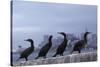 Brandt's Cormorant (Phalacrocorax Penicillatus) with the City of San Francisco in Background-Suzi Eszterhas-Stretched Canvas