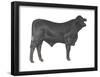 Brangus Bull, Beef Cattle, Mammals-Encyclopaedia Britannica-Framed Poster