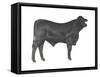 Brangus Bull, Beef Cattle, Mammals-Encyclopaedia Britannica-Framed Stretched Canvas