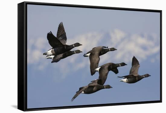 Brant geese flying-Ken Archer-Framed Stretched Canvas