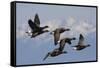 Brant geese flying-Ken Archer-Framed Stretched Canvas