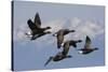 Brant geese flying-Ken Archer-Stretched Canvas