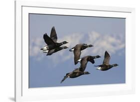 Brant geese flying-Ken Archer-Framed Photographic Print