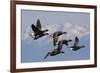 Brant geese flying-Ken Archer-Framed Photographic Print