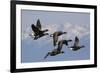 Brant geese flying-Ken Archer-Framed Photographic Print