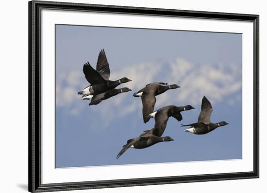 Brant geese flying-Ken Archer-Framed Photographic Print