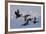 Brant geese flying-Ken Archer-Framed Photographic Print