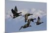 Brant geese flying-Ken Archer-Mounted Photographic Print