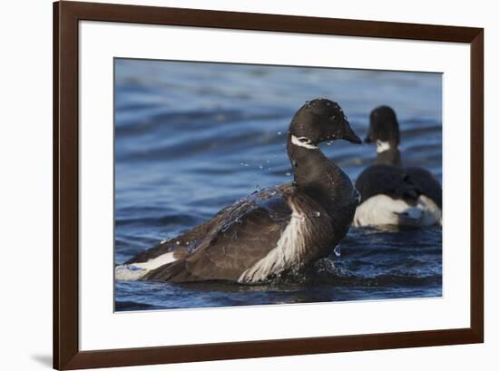 Brant goose bathing-Ken Archer-Framed Photographic Print