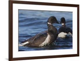 Brant goose bathing-Ken Archer-Framed Photographic Print