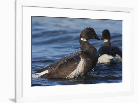 Brant goose bathing-Ken Archer-Framed Photographic Print
