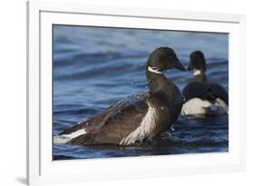 Brant goose bathing-Ken Archer-Framed Photographic Print