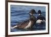 Brant goose bathing-Ken Archer-Framed Photographic Print