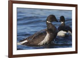 Brant goose bathing-Ken Archer-Framed Photographic Print