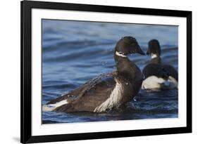 Brant goose bathing-Ken Archer-Framed Photographic Print