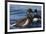 Brant goose bathing-Ken Archer-Framed Photographic Print