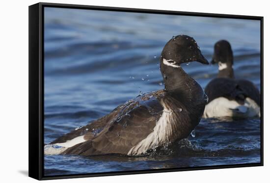 Brant goose bathing-Ken Archer-Framed Stretched Canvas