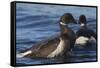 Brant goose bathing-Ken Archer-Framed Stretched Canvas