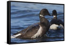 Brant goose bathing-Ken Archer-Framed Stretched Canvas