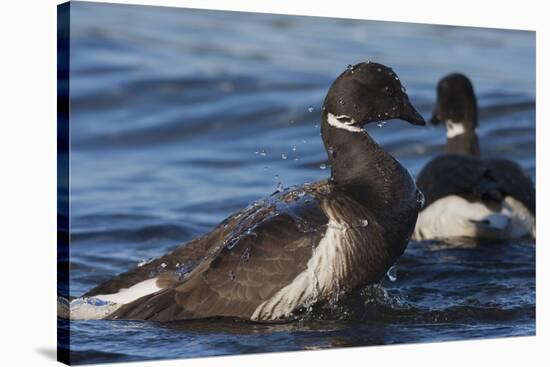 Brant goose bathing-Ken Archer-Stretched Canvas