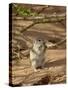 Brant's Whistling Rat (Parotomys Brantsii) Eating, Kgalagadi Transfrontier Park, South Africa-James Hager-Stretched Canvas