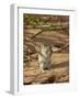 Brant's Whistling Rat (Parotomys Brantsii) Eating, Kgalagadi Transfrontier Park, South Africa-James Hager-Framed Photographic Print