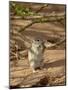 Brant's Whistling Rat (Parotomys Brantsii) Eating, Kgalagadi Transfrontier Park, South Africa-James Hager-Mounted Photographic Print