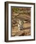 Brant's Whistling Rat (Parotomys Brantsii) Eating, Kgalagadi Transfrontier Park, South Africa-James Hager-Framed Photographic Print