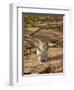 Brant's Whistling Rat (Parotomys Brantsii) Eating, Kgalagadi Transfrontier Park, South Africa-James Hager-Framed Photographic Print