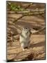 Brant's Whistling Rat (Parotomys Brantsii) Eating, Kgalagadi Transfrontier Park, South Africa-James Hager-Mounted Photographic Print