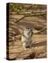 Brant's Whistling Rat (Parotomys Brantsii) Eating, Kgalagadi Transfrontier Park, South Africa-James Hager-Stretched Canvas