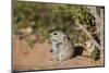 Brant's whistling rat (Parotomys brantsii), Kgalagadi Transfrontier Park, South Africa, Africa-James Hager-Mounted Photographic Print