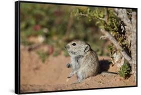 Brant's whistling rat (Parotomys brantsii), Kgalagadi Transfrontier Park, South Africa, Africa-James Hager-Framed Stretched Canvas