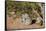 Brant's whistling rat (Parotomys brantsii), Kgalagadi Transfrontier Park, South Africa, Africa-James Hager-Framed Stretched Canvas