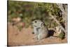 Brant's whistling rat (Parotomys brantsii), Kgalagadi Transfrontier Park, South Africa, Africa-James Hager-Stretched Canvas