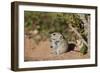 Brant's whistling rat (Parotomys brantsii), Kgalagadi Transfrontier Park, South Africa, Africa-James Hager-Framed Photographic Print