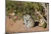 Brant's whistling rat (Parotomys brantsii), Kgalagadi Transfrontier Park, South Africa, Africa-James Hager-Mounted Photographic Print