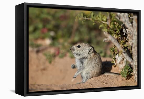 Brant's whistling rat (Parotomys brantsii), Kgalagadi Transfrontier Park, South Africa, Africa-James Hager-Framed Stretched Canvas