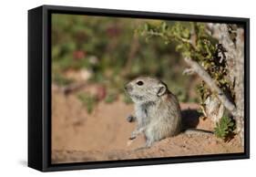 Brant's whistling rat (Parotomys brantsii), Kgalagadi Transfrontier Park, South Africa, Africa-James Hager-Framed Stretched Canvas